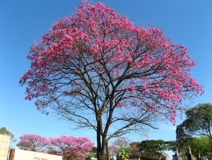 El lapacho, árbol nacional del Paraguay.