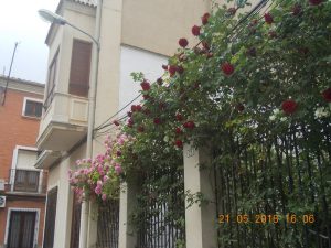 Jardín lleno de rosas coloradas y rosas.