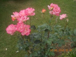 Rosas de color rosa en un jardín.