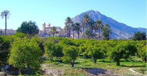 Campo de limoneros en la provincia de Murcia.