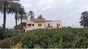 Campo de naranjos en el pueblo valenciano de Carcagente en una imagen usada para ilustrar una interpretación de ÁNGELES GULÍN.