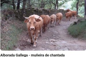 Fila de vacas en carátula de la música de gaitas gallegas titulada Alborada Gallega.