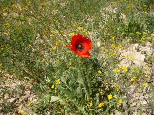 Amapola (flor silvestre)