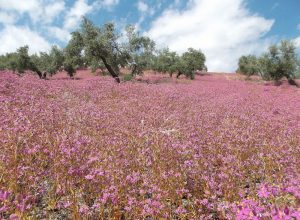 Lilas en un campo de olivos de la provincia de Jaén en España.