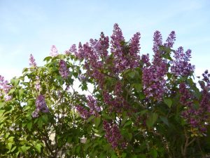 Lilas en una imagen usada para ilustrar la letra de la canción Zambra de mi soledad.