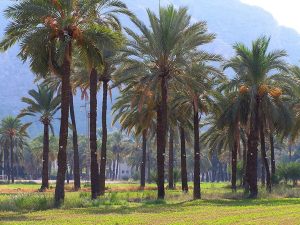Palmeral de San Antón en Orihuela, provincia de Alicante.